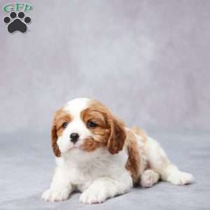 Earl, Cavalier King Charles Spaniel Puppy